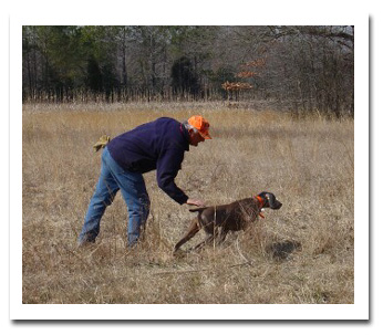 Jim training a young GSP