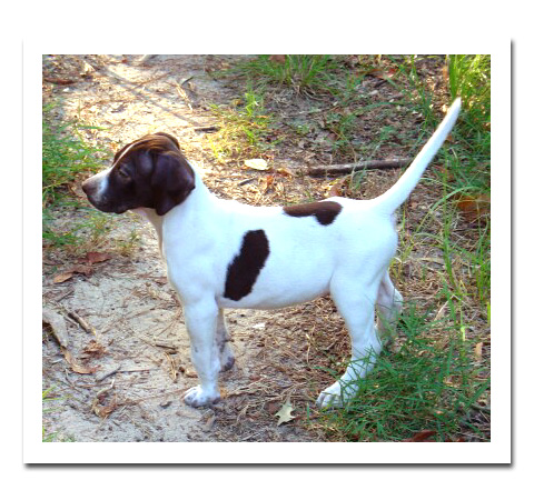 liver and white puppy