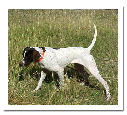 photo of Pointer named Grit - for sale