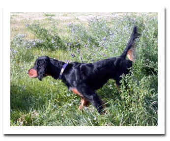 Photo of client dog