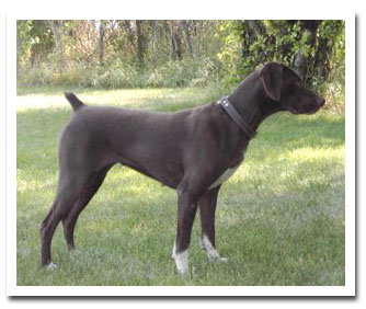 Photo of client dog
