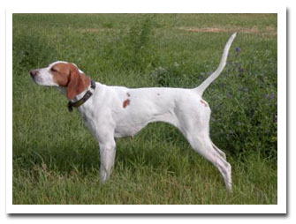 Photo of client dog