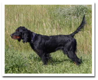 Photo of client dog
