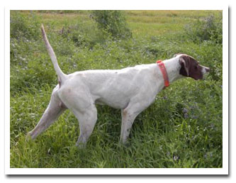 Photo of client dog