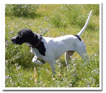 Photo of client dog