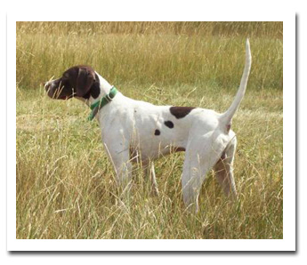 Photo of client dog