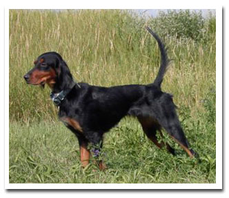 Photo of client dog