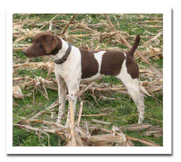 Photo of client dog