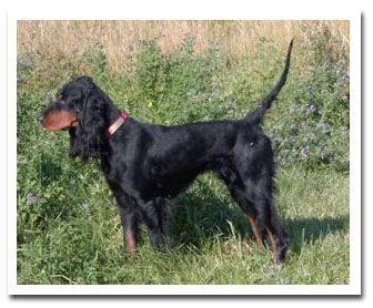 Photo of client dog