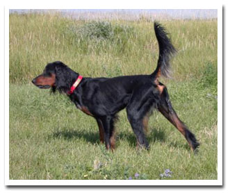 Photo of client dog