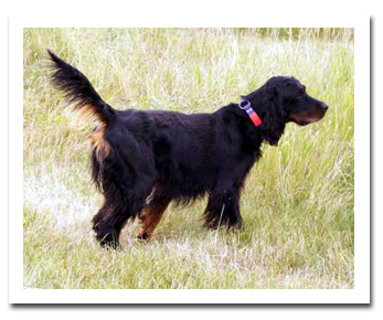 Photo of client dog