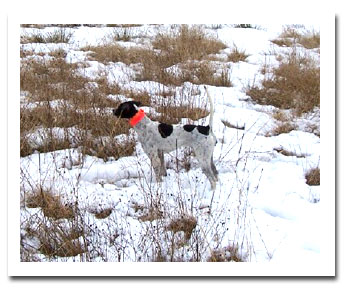 Photo of client dog