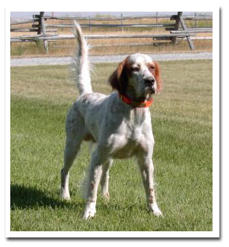 Photo of client dog