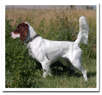 Photo of client dog