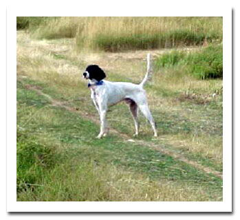 Photo of client dog