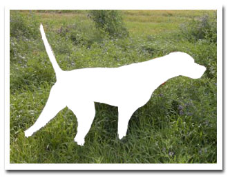 Photo of client dog
