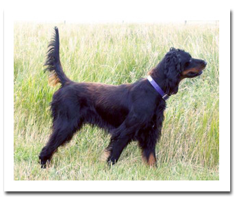 Photo of client dog