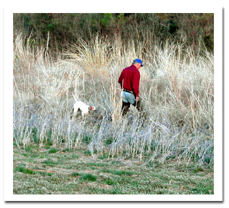 AKC Gun Dog Championship - Day 1