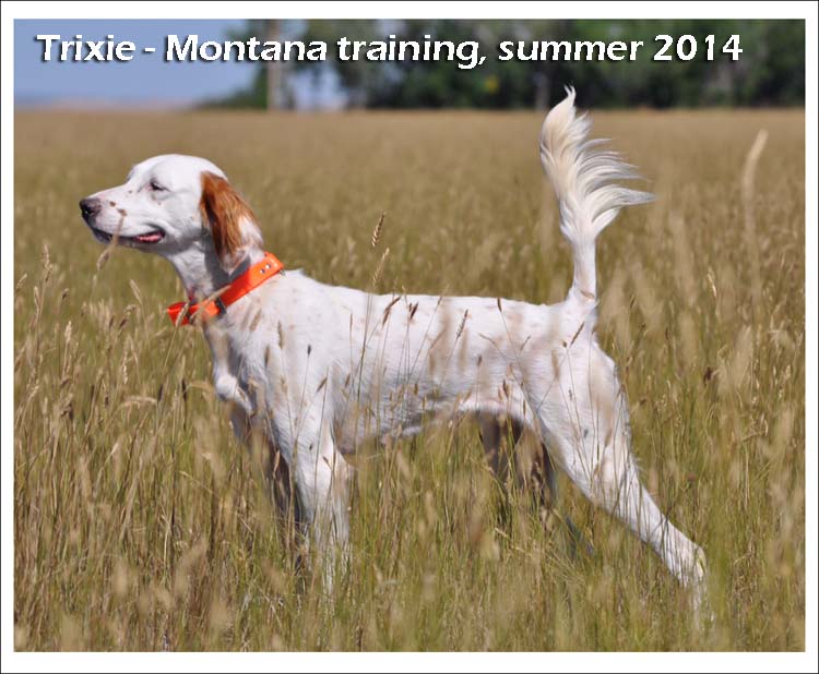 trained bird dogs for sale